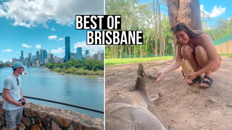 Feeding Kangaroos In Brisbane Australia! Our Favourite Australian City | Australia Travel Vlog