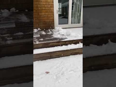 Snow#hyannis#cape cod#massachusetts #everyday 🇺🇸🌨️☃️🥶#shorts#n40
