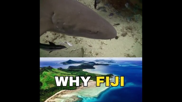 Travel Guide | Is FIJI the best vacay destination right now? #shorts#viral #travel#youtubeshorts