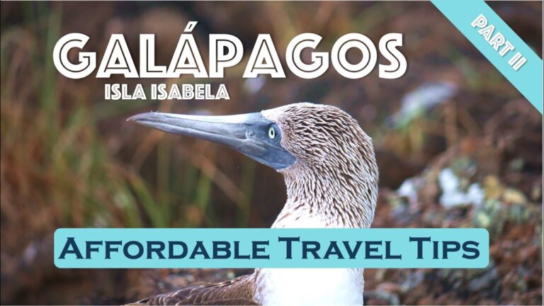 Galapagos Islands Travel Guide – ISLA ISABELA on a budget | 4k Vlog Part II 🐠🤿